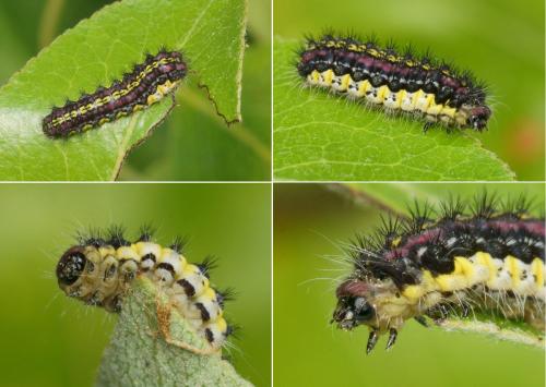 Aglaope infausta