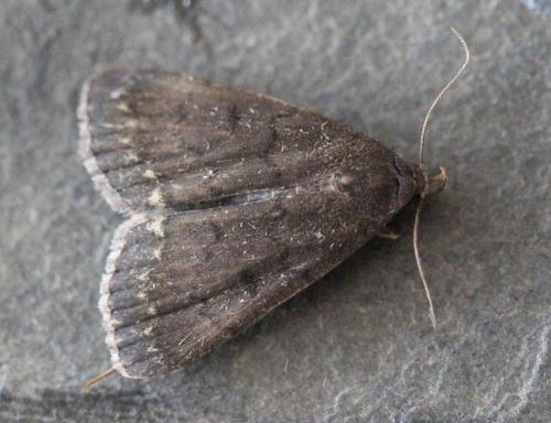 Réf. 123 067 : Nodaria nodosalis