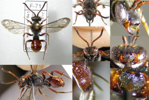 Réf. 123 704 : Nomada armata