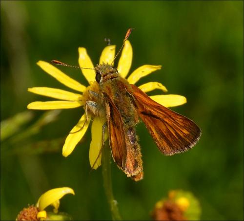 Ochlodes sylvanus