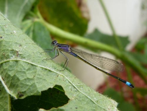 Réf. 123 330 : Ischnura elegans