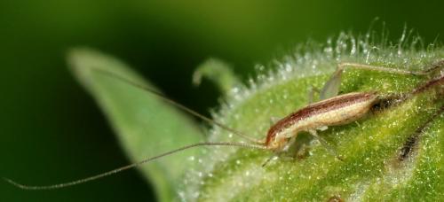Réf. 123 974 : Oecanthus pellucens pellucens