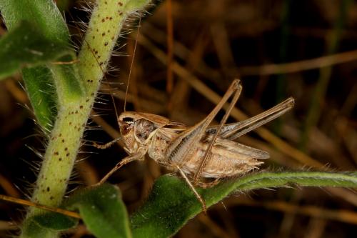 Tessellana tessellata tessellata