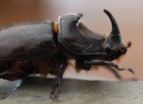 Réf. 123 295 : Oryctes nasicornis