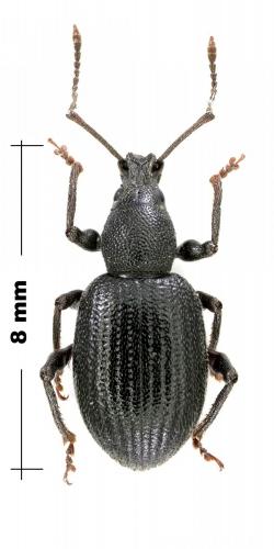 Otiorhynchus meridionalis