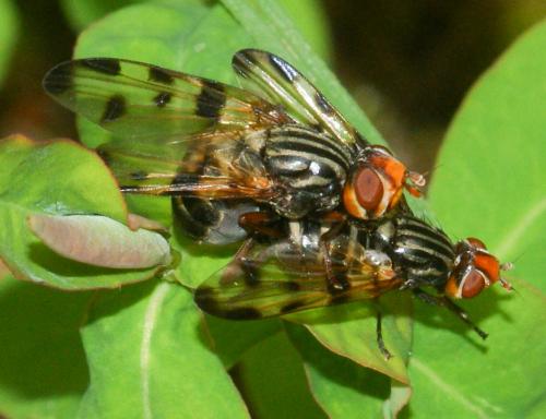 Otites porcus