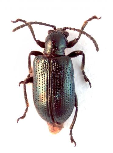 Oulema erichsonii