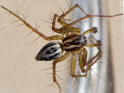 Réf. 123 628 : Oxyopes lineatus