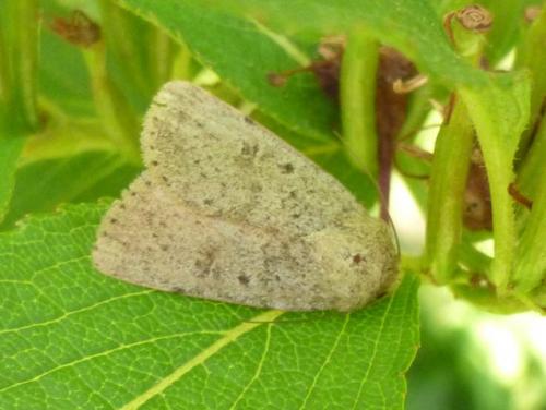 Réf. 123 192 : Hoplodrina respersa