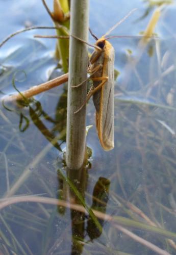 Réf. 123 814 : Eilema sp.