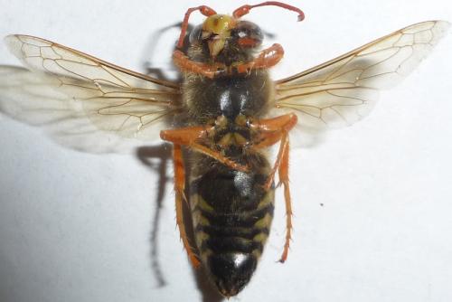Bembix rostrata