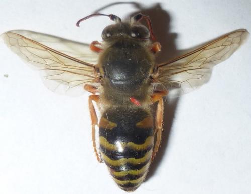 Bembix rostrata