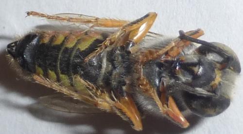 Réf. 123 473 : Bembix zonata