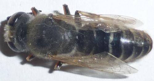 Bembix zonata