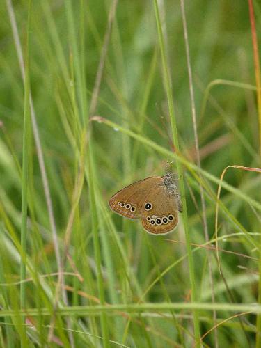 Réf. 123 012 : Coenonympha oedippus