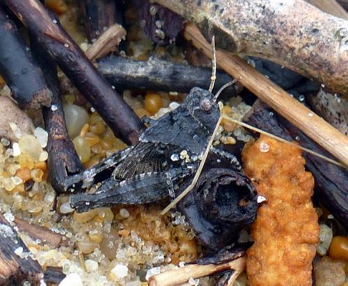 Réf. 123 736 : Oedipoda sp.