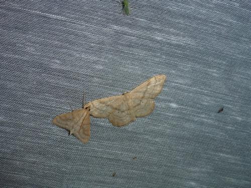 Idaea deversaria