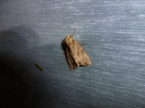 Réf. 123 068 : Apamea sublustris