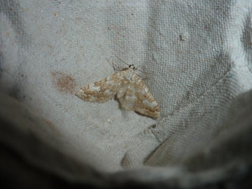 Perizoma flavofasciata