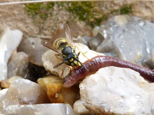 Réf. 123 335 : Vespula vulgaris