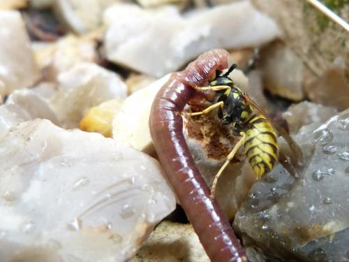 Vespula vulgaris