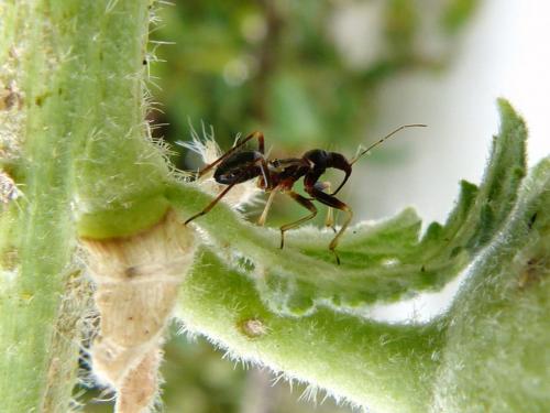 Himacerus mirmicoides