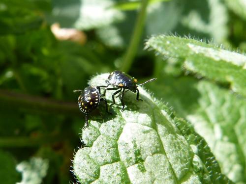 Nezara viridula