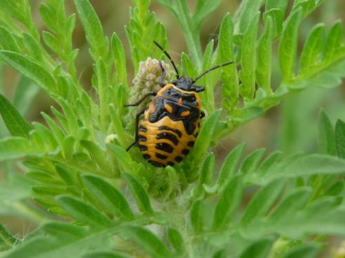 Eurydema ventralis
