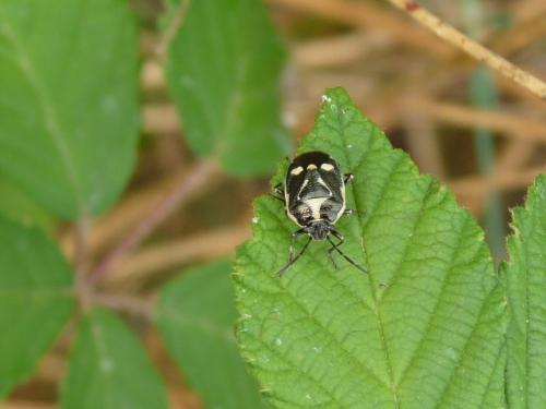 Eurydema oleracea