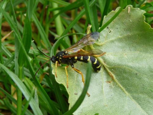 Metopius sp.