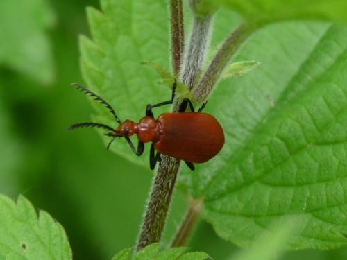 Réf. 123 687 : Pyrochroa serraticornis