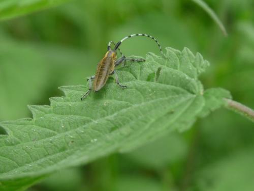 Agapanthia villosoviridescens