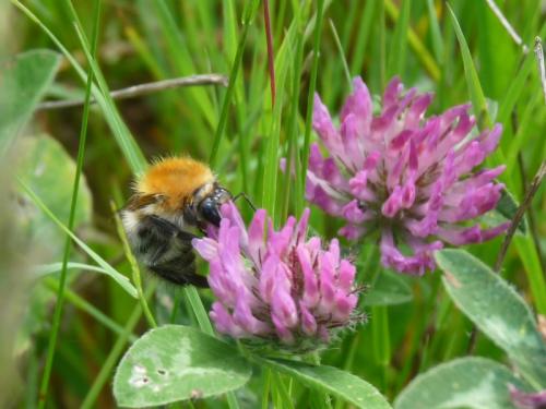 Bombus pascuorum