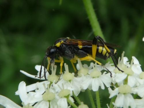 Réf. 123 978 : Macrophya montana