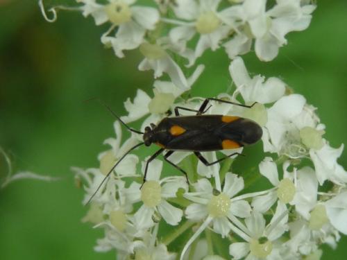 Réf. 123 973 : Capsodes flavomarginatus