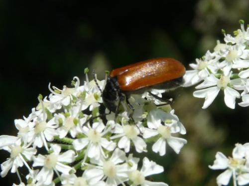 Omophlus sp.