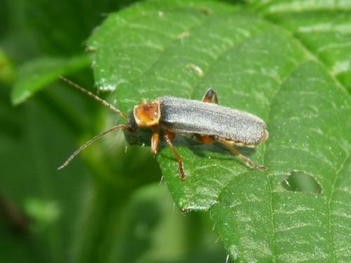 Cantharis nigricans