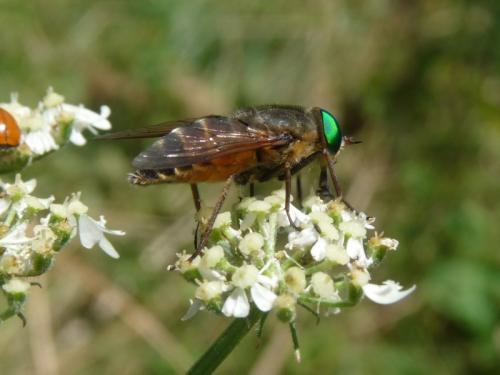 Philipomyia aprica