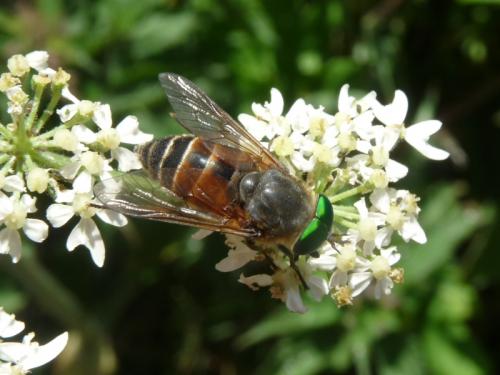 Philipomyia aprica