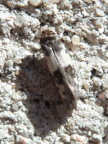 Réf. 123 069 : Enolmis acanthella