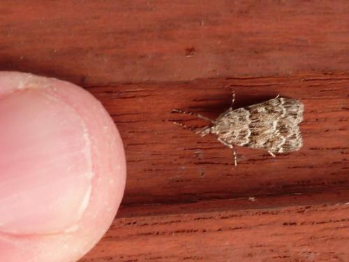 Eudonia mercurella