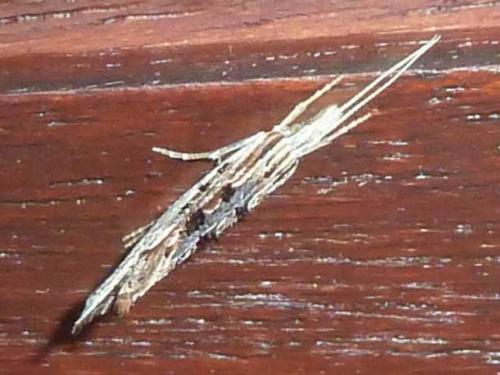 Ypsolopha scabrella