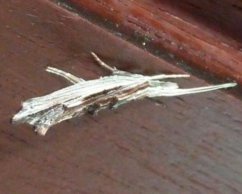 Ypsolopha scabrella