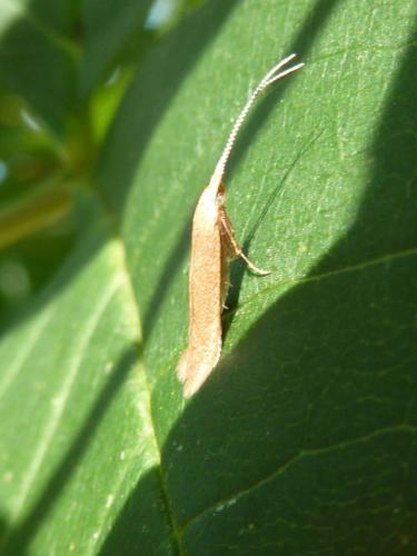 Coleophora sp.