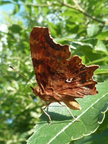 Polygonia c-album