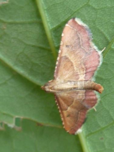 Endotricha flammealis
