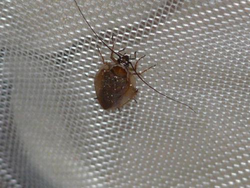 Ectobius lucidus