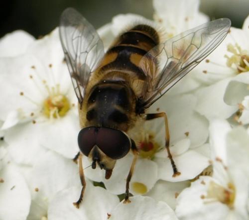 Myathropa florea