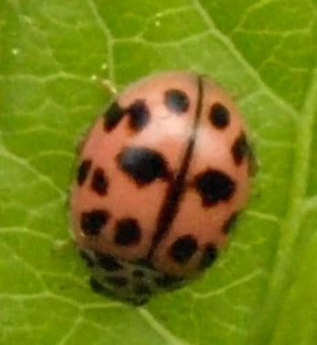 Oenopia conglobata
