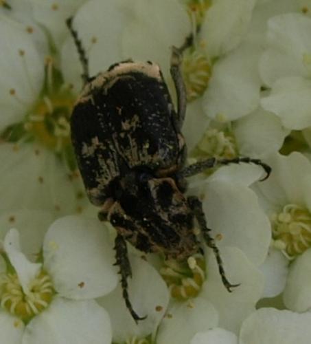 Réf. 123 836 : Valgus hemipterus